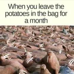 The Potatoes